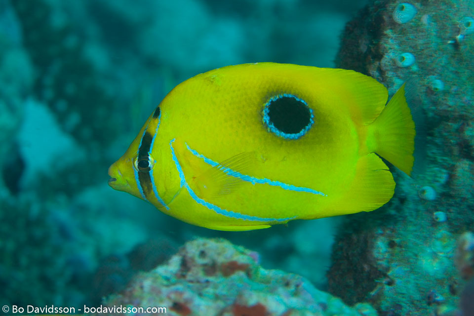 BD-130711-Maldives-0176-Chaetodon-bennetti.-Cuvier.-1831-[Bluelashed-butterflyfish].jpg
